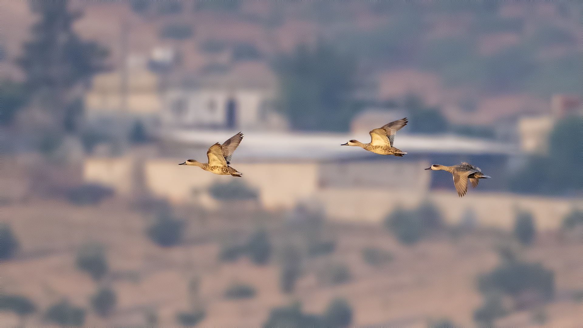 Marbled Teal